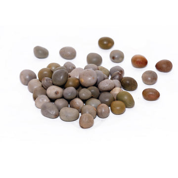 KARANJAWA SEEDS / KHRANJAWA / FEVER NUT
