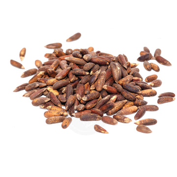 حبات الصنوبر مع القشرة